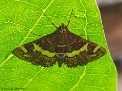 Spoladea recurvalis