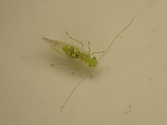 Austropsocus viridis