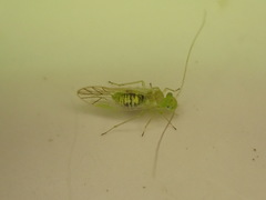 Austropsocus viridis