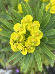 Euphorbia dendroides