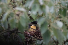 Pterorhinus courtoisi