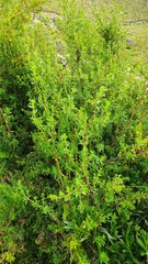 Minthostachys mollis