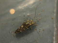 Nimbopsocus australis