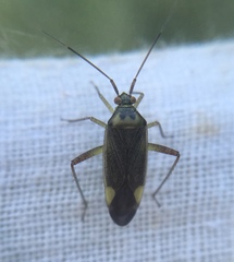 Closterotomus trivialis