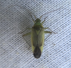 Closterotomus trivialis