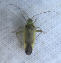 Closterotomus trivialis