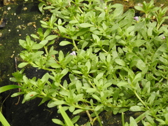 Calibrachoa parviflora