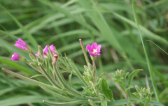 Epilobium hirsutum