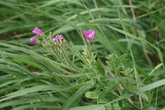 Epilobium hirsutum