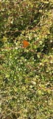 Lycaena 'canterbury common copper'