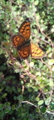 Lycaena 'canterbury common copper'