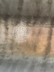 Corambe pacifica