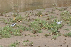 Motacilla alba lugens