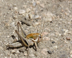 Decticita balli