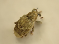 Aneuma compta