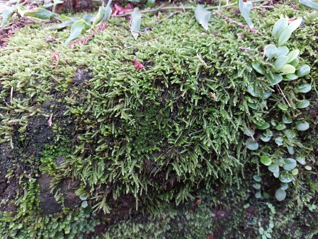 Duthiella