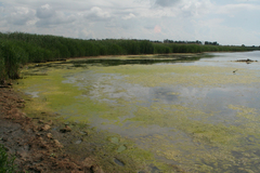 Phragmites australis