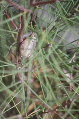 Hakea rostrata