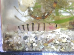 Pterogobius elapoides