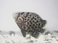 Oplegnathus punctatus