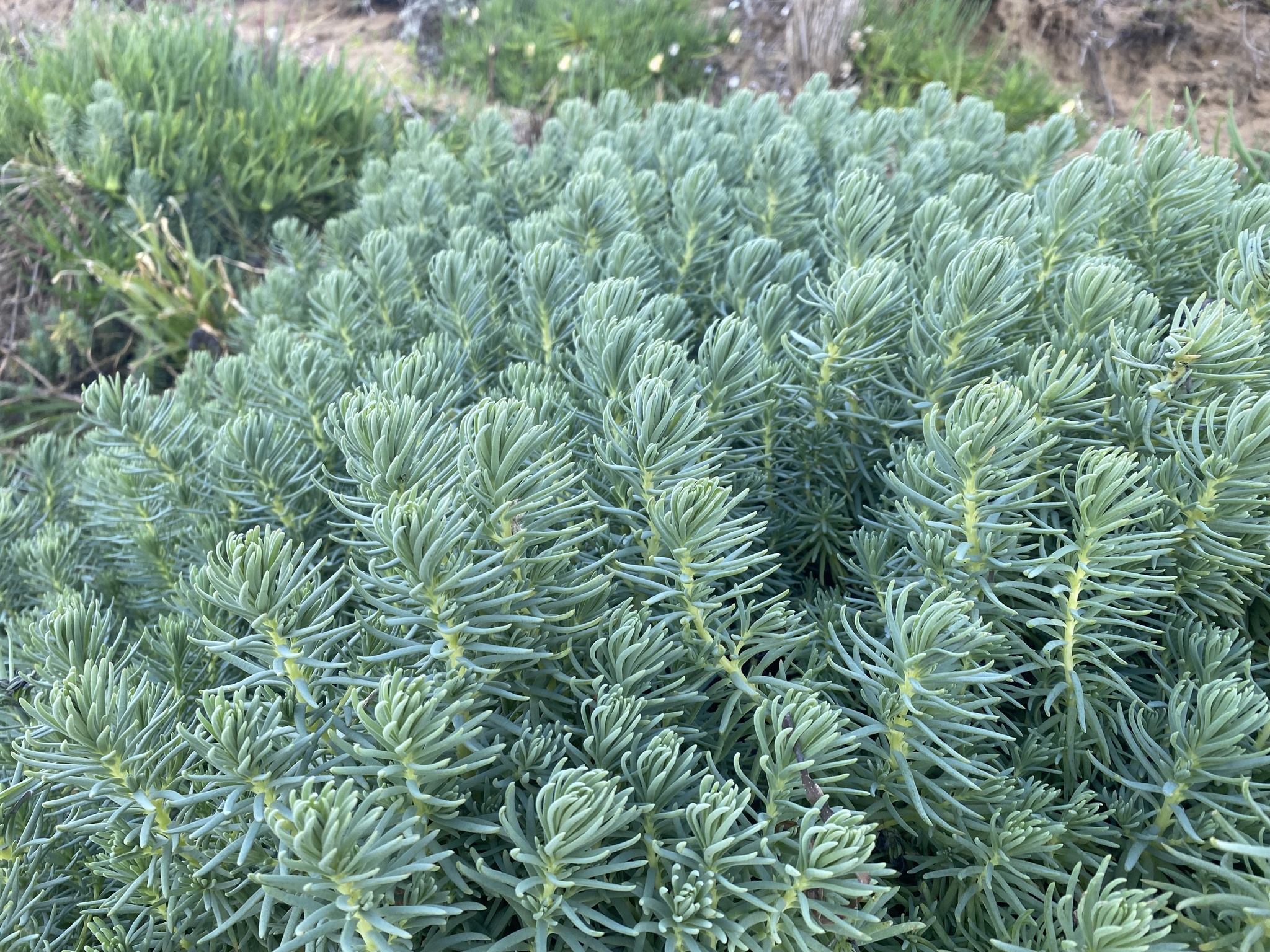 Suaeda californica