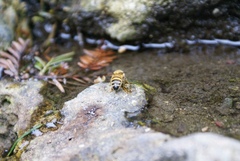 Apis mellifera