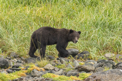 Ursus arctos sitkensis