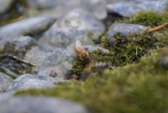 Apis mellifera