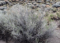 Tetradymia tetrameres