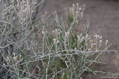 Tetradymia tetrameres