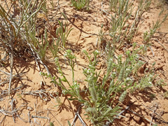 Cryptantha crassisepala elachantha