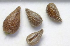 Cryptantha crassisepala elachantha