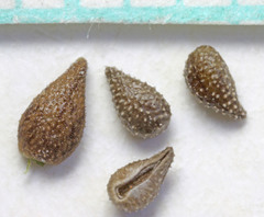 Cryptantha crassisepala elachantha