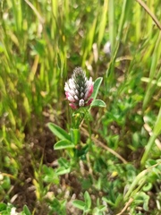 Trifolium pamphylicum