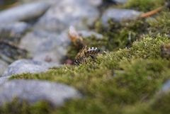 Apis mellifera