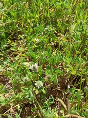Trifolium pamphylicum