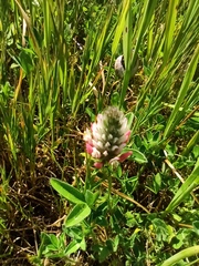 Trifolium pamphylicum