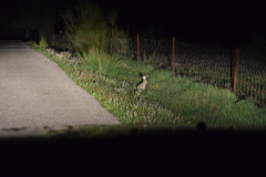 Lepus granatensis