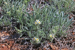 Oreocarya flavoculata