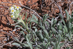 Oreocarya flavoculata