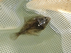 Platichthys bicoloratus