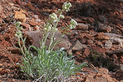 Oreocarya flavoculata