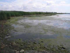 Phragmites australis
