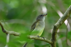 Pachycephala simplex