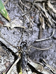 Ommatius floridensis image