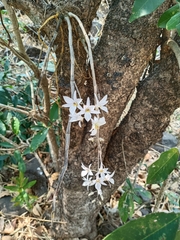 Dendrobium barbatulum