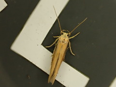 Stathmopoda skelloni