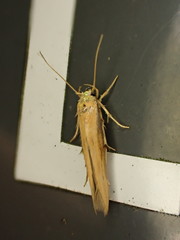 Stathmopoda skelloni