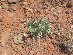 Oreocarya fulvocanescens