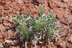 Oreocarya fulvocanescens